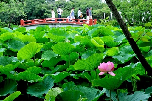 鎌倉鶴岡八幡宮の七夕祭り2014源平池の蓮の花