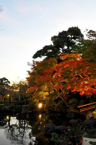 鎌倉紅葉チェック2014【長谷】長谷寺のライトアップ開始!