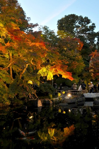 鎌倉紅葉チェック2014【長谷】長谷寺のライトアップ開始!