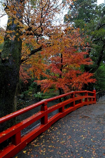 鎌倉鶴岡八幡宮柳原神池の雨の紅葉