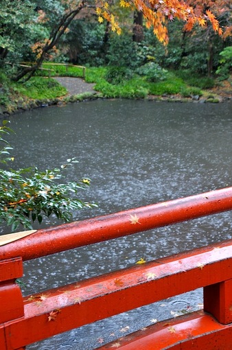 鎌倉鶴岡八幡宮柳原神池の雨の紅葉