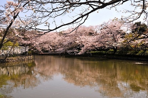湘南・鎌倉桜花チェック2015：鶴岡八幡宮の源平池は今週末まで