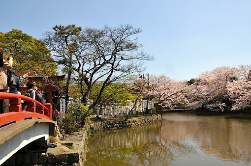 湘南・鎌倉桜花チェック2015：鶴岡八幡宮の源平池は今週末まで
