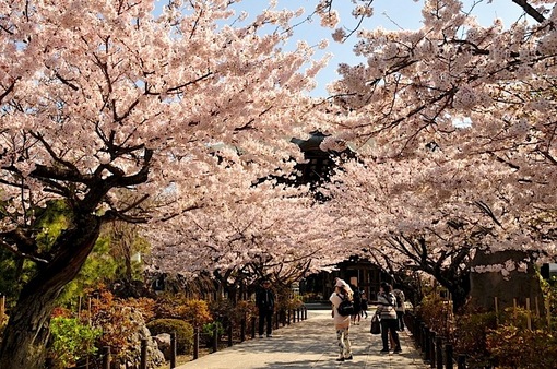 湘南・鎌倉桜花チェック2015：建長寺の桜