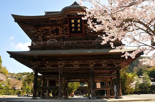 湘南・鎌倉桜花チェック2015：建長寺の桜