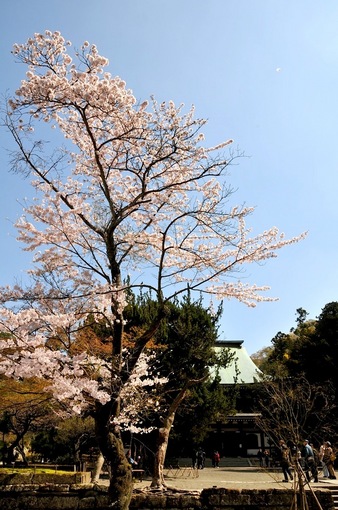 湘南・鎌倉桜花チェック2015：円覚寺の桜