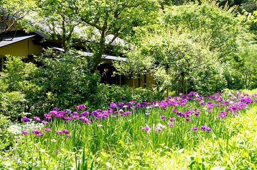 鎌倉の紫陽花（アジサイ）散策2015：北鎌倉の東慶寺・浄智寺・明月院