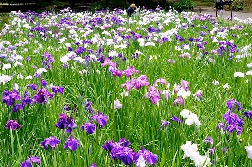 鎌倉の紫陽花（アジサイ）散策2015：北鎌倉の東慶寺・浄智寺・明月院