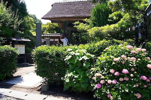 鎌倉の紫陽花（アジサイ）チェック2015：見頃の長谷寺とお休みの成就院・極楽寺・御霊神社