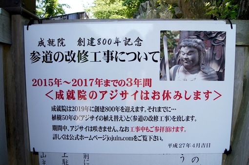 鎌倉の紫陽花(アジサイ)チェック2015:見頃の長谷寺とお休みの成就院・極楽寺・御霊神社