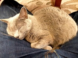 ヒゲが長いロシアンブルーのネコ/猫ティナ