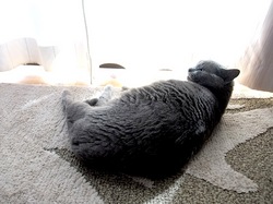 夏に昼寝中のネコ/猫ロシアンブルーティナ