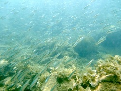 湘南から沖縄八重山旅行西表島のジャングルホテル
