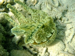 湘南から沖縄八重山旅行西表島のジャングルホテル