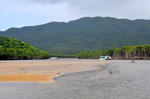 湘南から沖縄八重山旅行西表島仲間川マングローブクルーズ