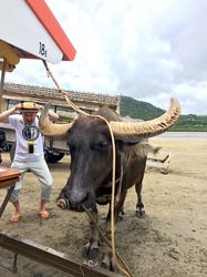 湘南から沖縄八重山旅行西表島から由布島の水牛車