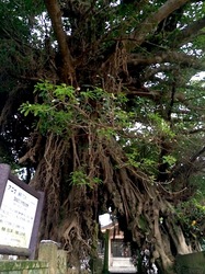 湘南藤沢から五島列島へ上五島中通島奈良尾神社のアコウ