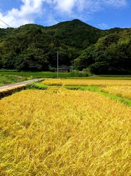 湘南藤沢から五島列島へ久賀島の田園風景