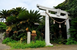 湘南藤沢から五島列島へ宇久島の三浦神社のソテツ